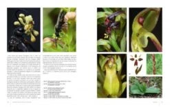 Orchidées D'Europe: Fleur Et Pollinisation [European Orchids: Flowers And Pollination] -Wildlife Professional Books 229051 2