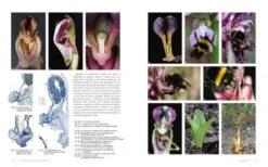Orchidées D'Europe: Fleur Et Pollinisation [European Orchids: Flowers And Pollination] -Wildlife Professional Books 229051 3