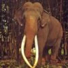 Sri Lanka's Tame Elephants -Wildlife Professional Books 229444