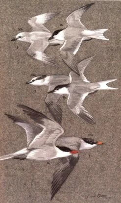 An Illustrated Guide To The Birds Of Sri Lanka -Wildlife Professional Books 229457 2