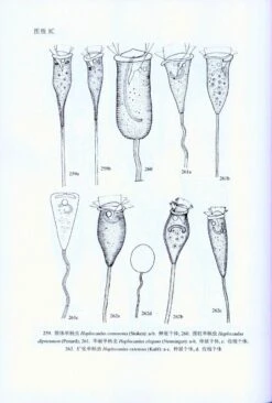 Fauna Sinica: Invertebrata, Volume 45: Ciliophora, Oligohymenophorea, Peritrichida [Chinese] -Wildlife Professional Books 229552 3