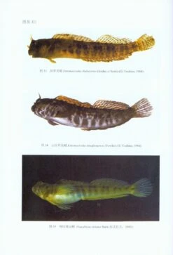 Fauna Sinica: Osteichthyes: Perciformes IV [Chinese] -Wildlife Professional Books 229557 3