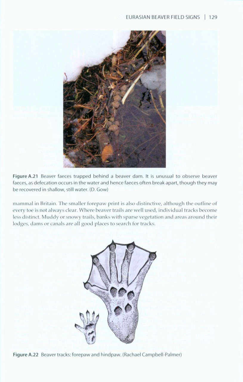 The Eurasian Beaver Handbook 6 The Eurasian Beaver Handbook - Image 4
