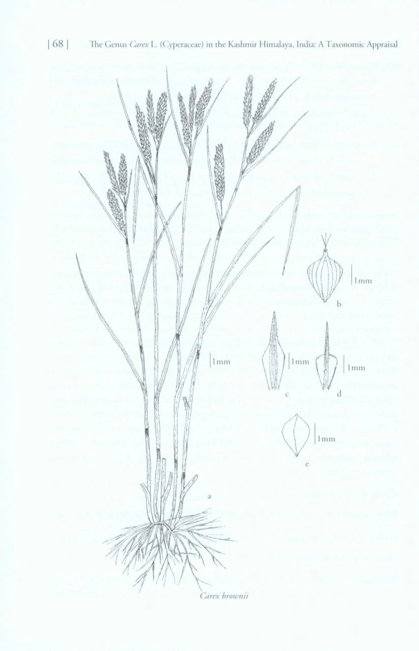 The Genus Carex L. (Cyperaceae) In The Kashmir Himalaya, India 5 The Genus Carex L. (Cyperaceae) In The Kashmir Himalaya, India - Image 3