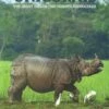 Unicornis 1 Unicornis -Wildlife Professional Books 230427