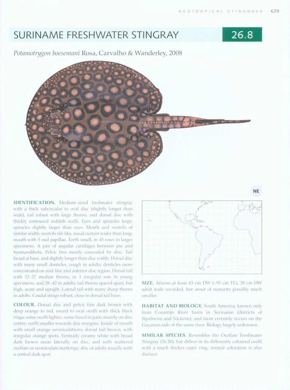 Rays Of The World 8 Rays Of The World - Image 6