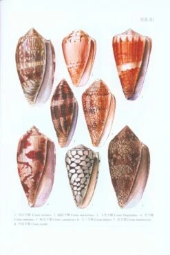 Fauna Sinica Invertebrata, Volume 55: Mollusca, Gastropoda, Conidae [Chinese] -Wildlife Professional Books 230960 5