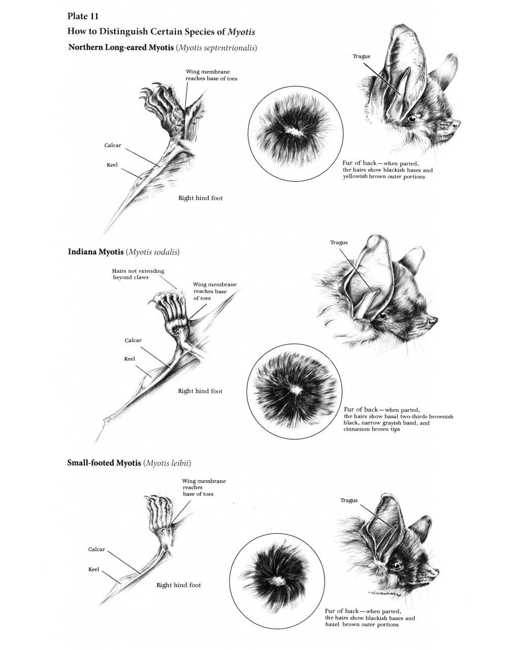 The Wild Mammals Of Missouri 4 The Wild Mammals Of Missouri - Image 2