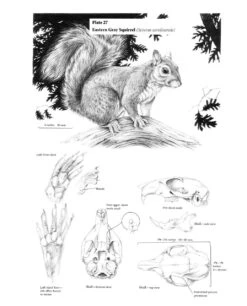 The Wild Mammals Of Missouri 11 The Wild Mammals Of Missouri -Wildlife Professional Books 230990 2