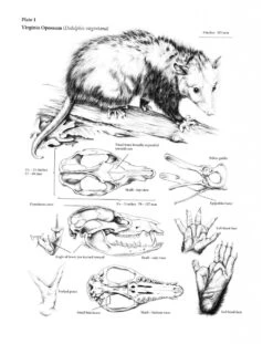 The Wild Mammals Of Missouri 13 The Wild Mammals Of Missouri -Wildlife Professional Books 230990 4