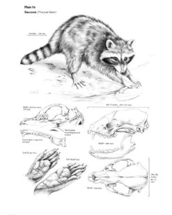 The Wild Mammals Of Missouri 14 The Wild Mammals Of Missouri -Wildlife Professional Books 230990 5