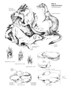 The Wild Mammals Of Missouri 15 The Wild Mammals Of Missouri -Wildlife Professional Books 230990 6