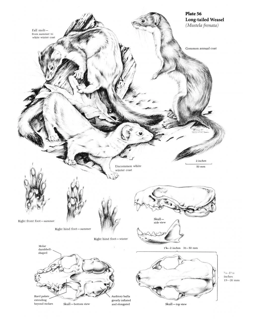 The Wild Mammals Of Missouri 9 The Wild Mammals Of Missouri - Image 7