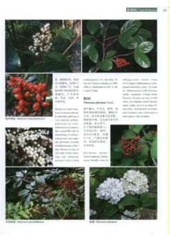 Higher Plants Of China In Colour, Volume 7: Angiosperms: Scrophulariaceae – Compositae [English / Chinese] -Wildlife Professional Books 231157 2