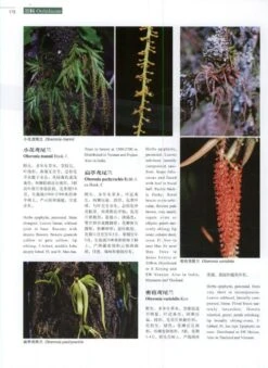 Higher Plants Of China In Colour, Volume 9: Angiosperms: Taccaceae – Orchidaceae [English / Chinese] -Wildlife Professional Books 231186 1