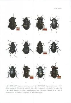 Fauna Sinica: Insecta, Volume 63: Coleoptera: Tenebrionidae (I) [Chinese] -Wildlife Professional Books 231212 1