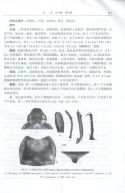 Fauna Sinica: Insecta, Volume 63: Coleoptera: Tenebrionidae (I) [Chinese] -Wildlife Professional Books 231212 2