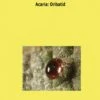 Research Materials Of Oribatid From China (Acaria: Oribatida) 2 Research Materials Of Oribatid From China (Acaria: Oribatida) -Wildlife Professional Books 231489