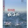 The White Dolphins Of Qinzhou [English / Chinese] -Wildlife Professional Books 232094