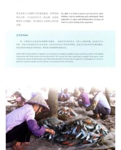 The White Dolphins Of Qinzhou [English / Chinese] -Wildlife Professional Books 232094 2