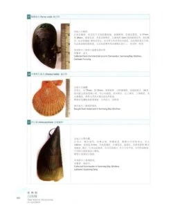 The White Dolphins Of Qinzhou [English / Chinese] -Wildlife Professional Books 232094 3