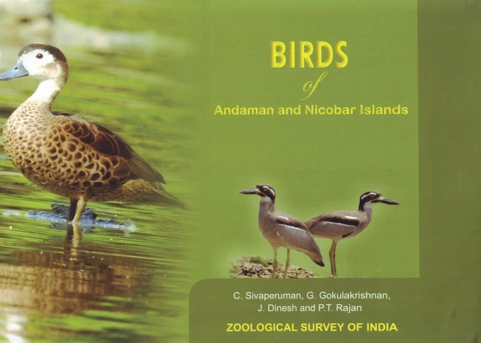 Birds Of Andaman And Nicobar Islands 3 Birds Of Andaman And Nicobar Islands