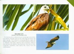 Birds Of Andaman And Nicobar Islands 9 Birds Of Andaman And Nicobar Islands -Wildlife Professional Books 232683 2