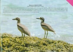 Birds Of Andaman And Nicobar Islands 10 Birds Of Andaman And Nicobar Islands -Wildlife Professional Books 232683 3