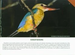 Birds Of Andaman And Nicobar Islands 11 Birds Of Andaman And Nicobar Islands -Wildlife Professional Books 232683 4