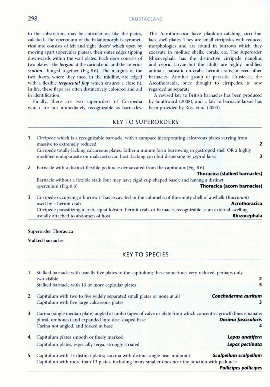 Handbook Of The Marine Fauna Of North-West Europe 6 Handbook Of The Marine Fauna Of North-West Europe - Image 4