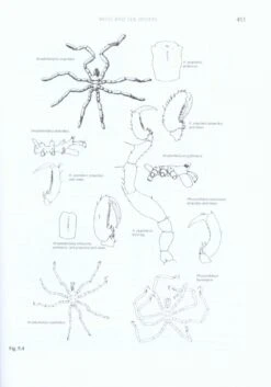 Handbook Of The Marine Fauna Of North-West Europe 13 Handbook Of The Marine Fauna Of North-West Europe -Wildlife Professional Books 232727 3