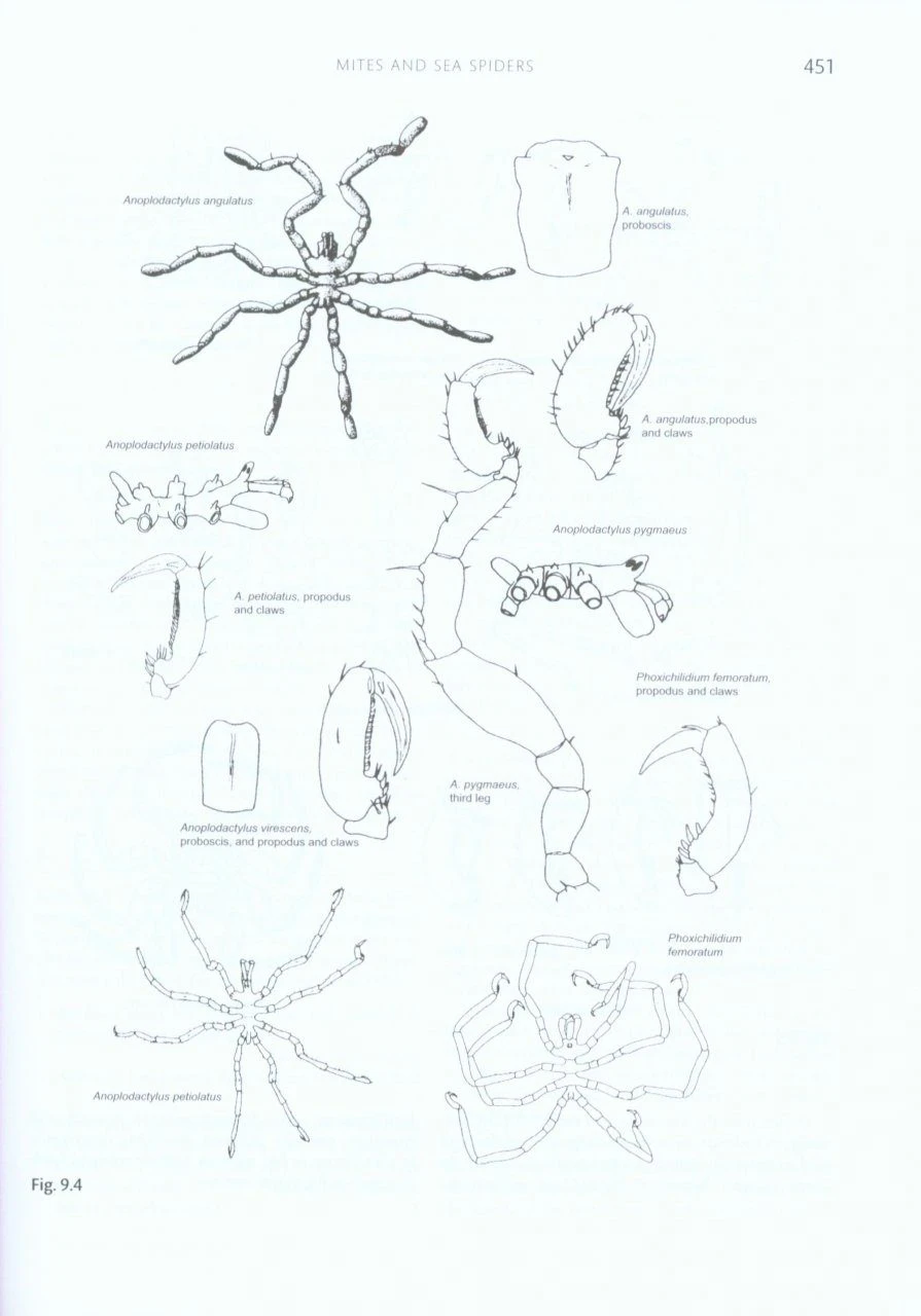 Handbook Of The Marine Fauna Of North-West Europe 7 Handbook Of The Marine Fauna Of North-West Europe - Image 5