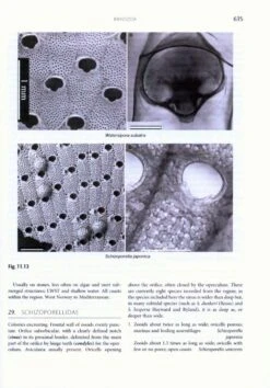 Handbook Of The Marine Fauna Of North-West Europe 14 Handbook Of The Marine Fauna Of North-West Europe -Wildlife Professional Books 232727 4