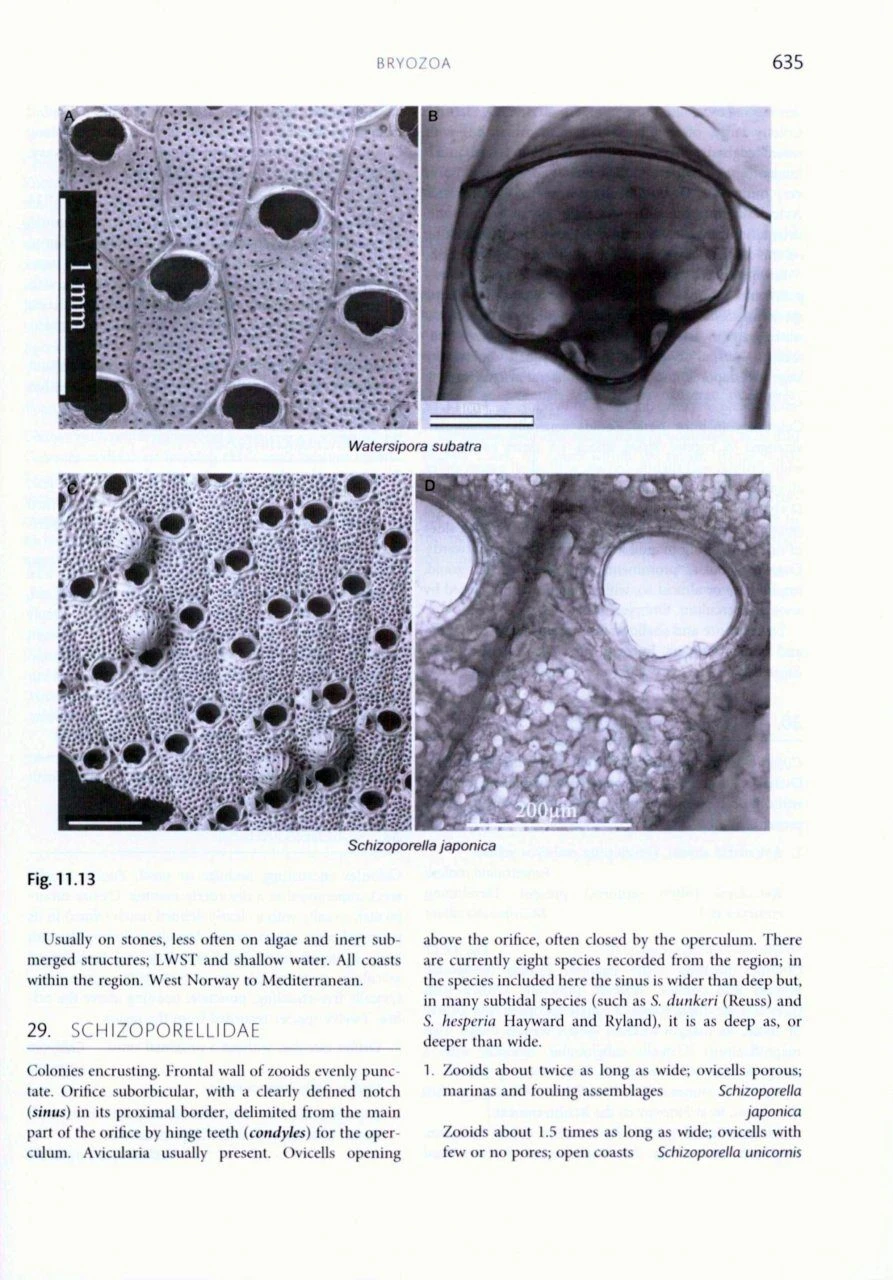 Handbook Of The Marine Fauna Of North-West Europe 8 Handbook Of The Marine Fauna Of North-West Europe - Image 6