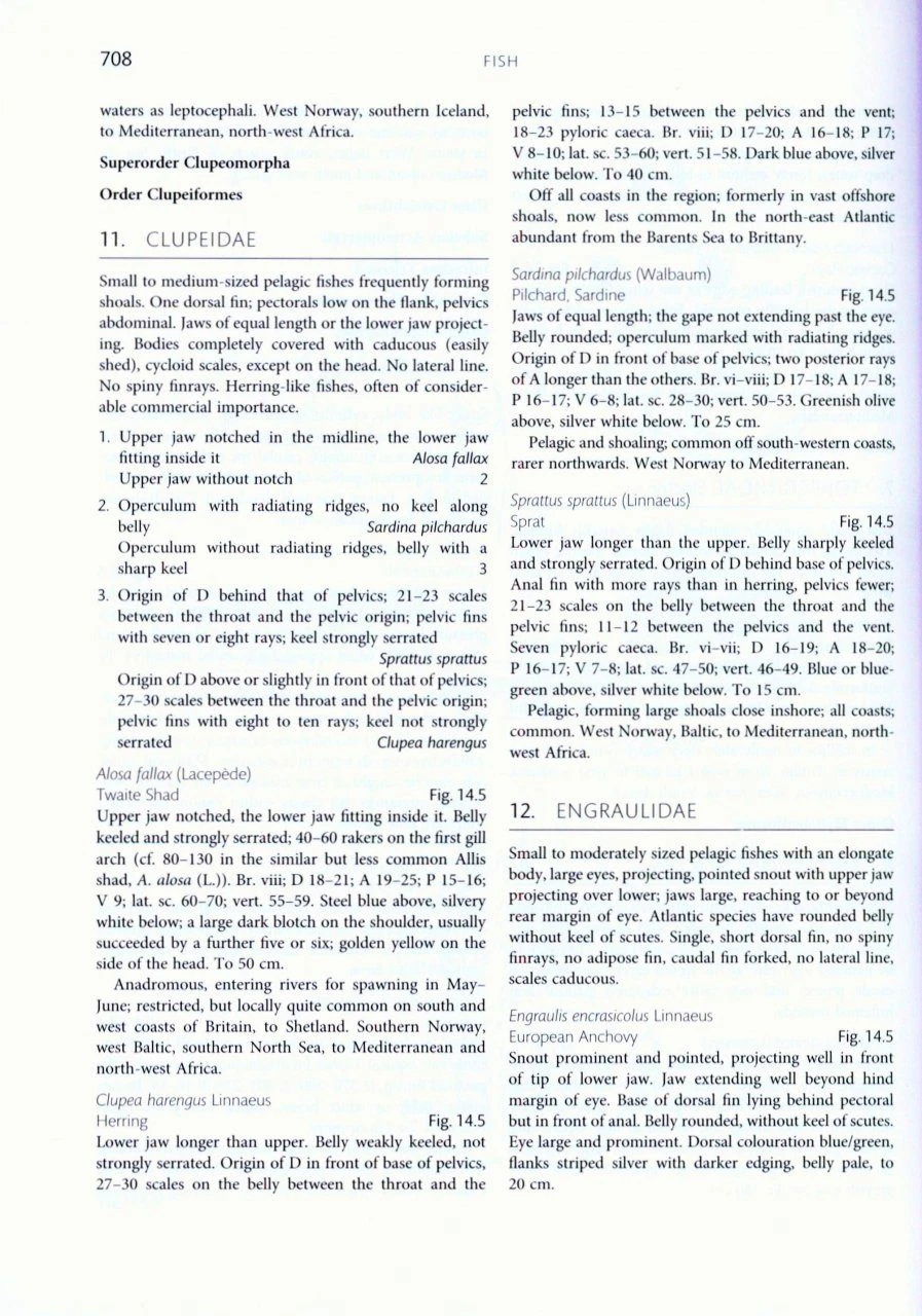 Handbook Of The Marine Fauna Of North-West Europe 9 Handbook Of The Marine Fauna Of North-West Europe - Image 7