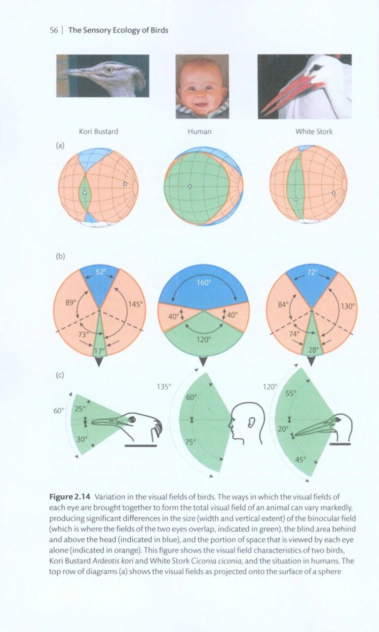 The Sensory Ecology Of Birds 5 The Sensory Ecology Of Birds - Image 3