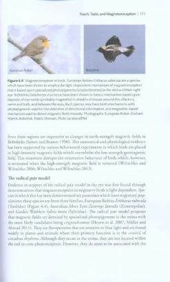 The Sensory Ecology Of Birds 10 The Sensory Ecology Of Birds -Wildlife Professional Books 232729 2