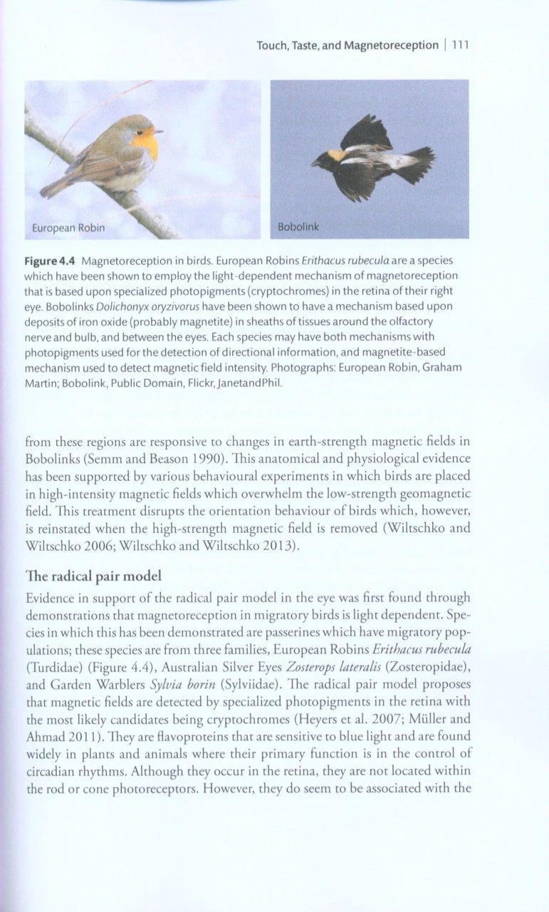 The Sensory Ecology Of Birds 6 The Sensory Ecology Of Birds - Image 4