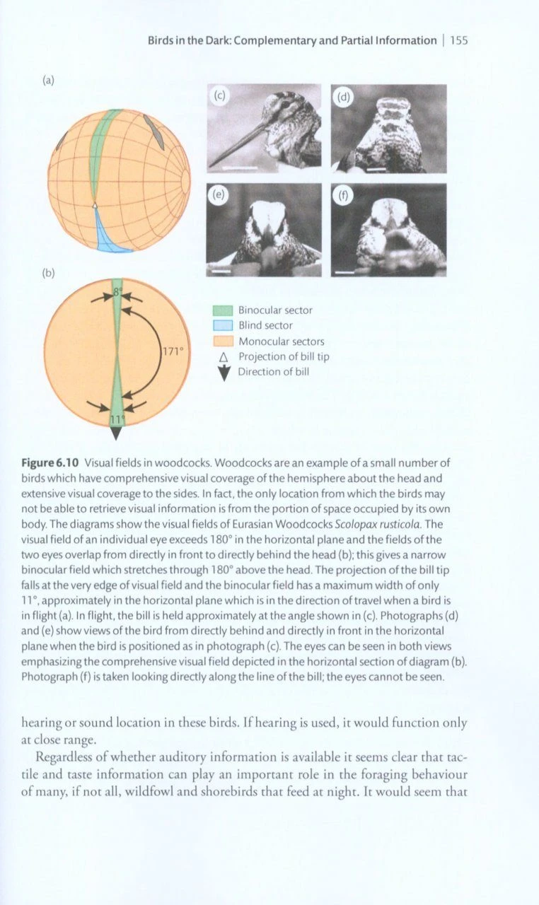 The Sensory Ecology Of Birds 7 The Sensory Ecology Of Birds - Image 5