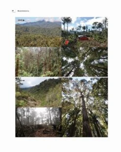 Insects Of Mount Wilhelm 18 Insects Of Mount Wilhelm -Wildlife Professional Books 233076 01