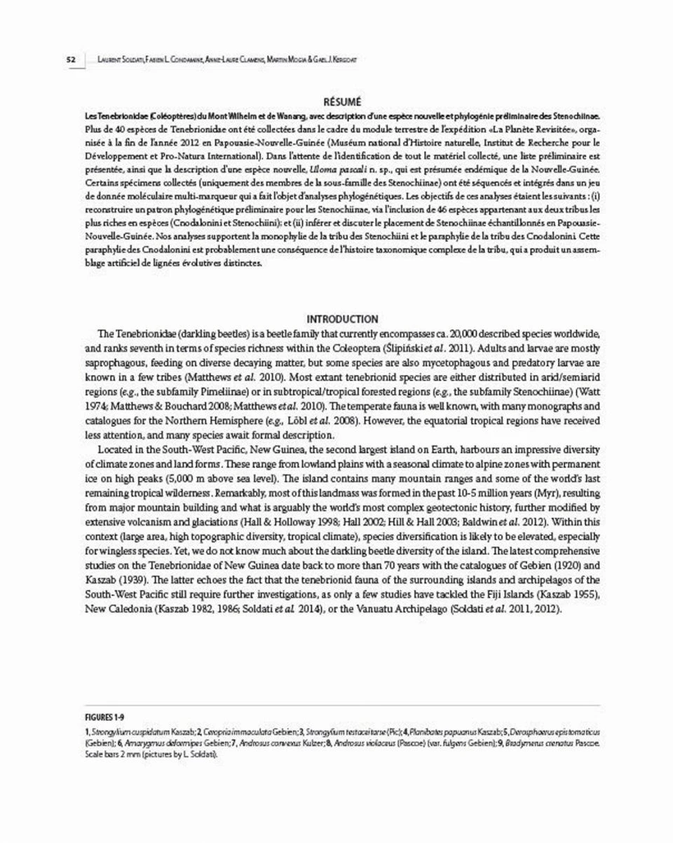 Insects Of Mount Wilhelm 6 Insects Of Mount Wilhelm - Image 4