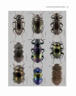 Insects Of Mount Wilhelm 21 Insects Of Mount Wilhelm -Wildlife Professional Books 233076 04