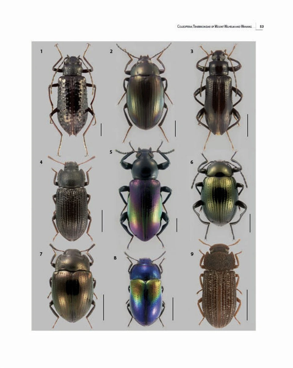 Insects Of Mount Wilhelm 7 Insects Of Mount Wilhelm - Image 5