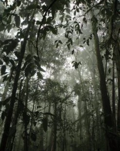 Insects Of Mount Wilhelm 22 Insects Of Mount Wilhelm -Wildlife Professional Books 233076 05