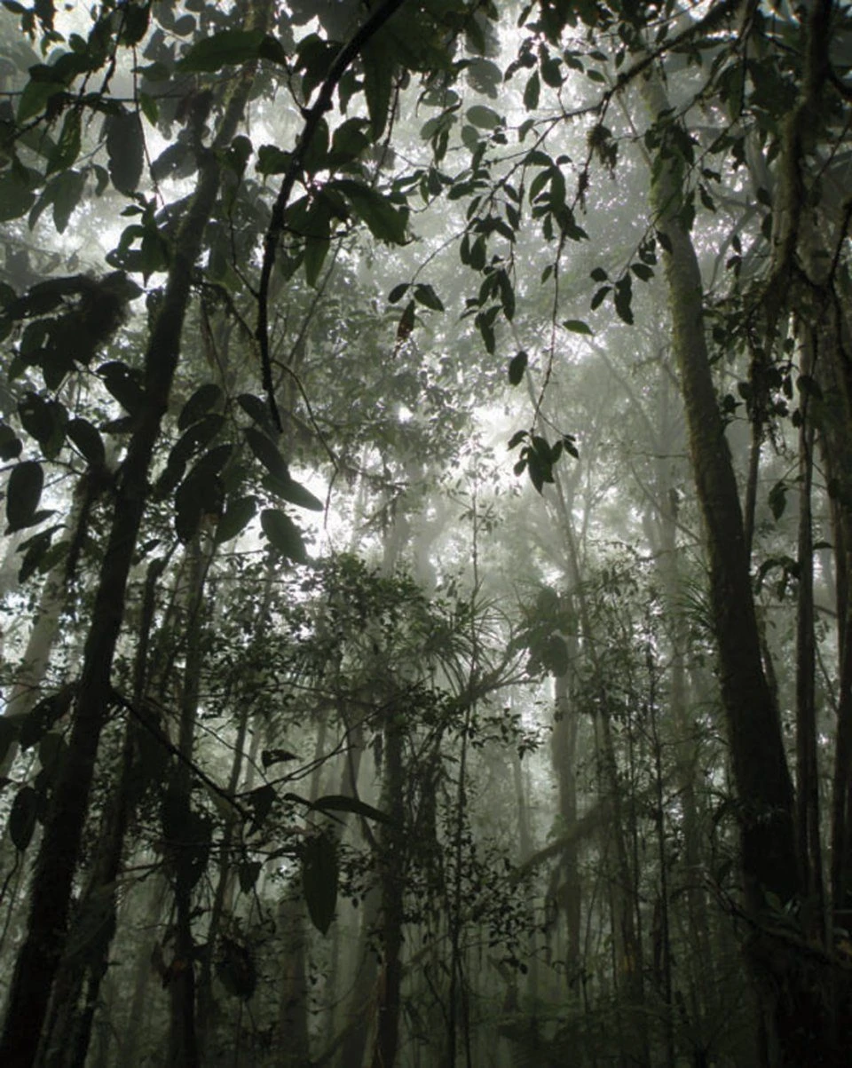Insects Of Mount Wilhelm 8 Insects Of Mount Wilhelm - Image 6