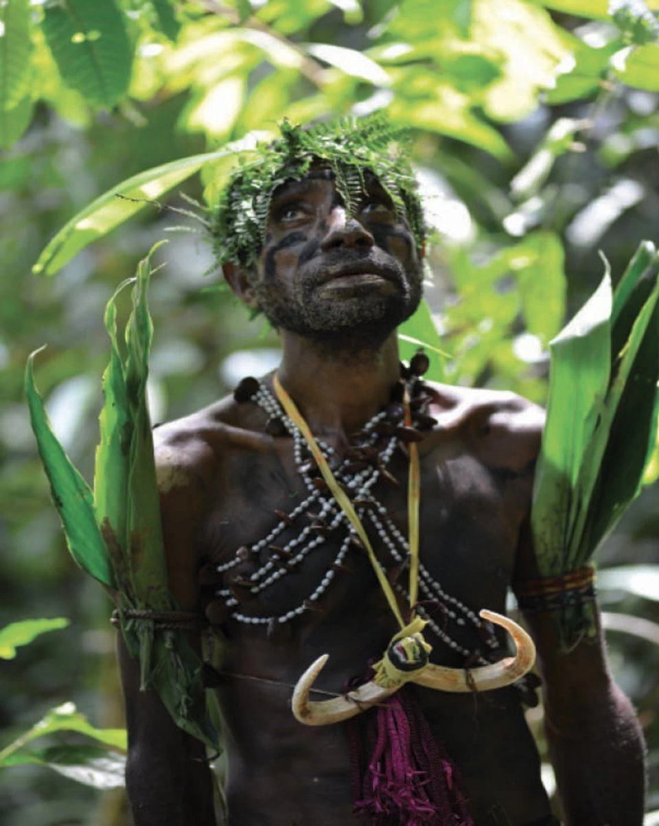 Insects Of Mount Wilhelm 9 Insects Of Mount Wilhelm - Image 7