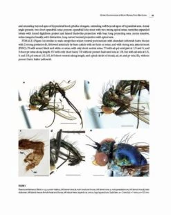 Insects Of Mount Wilhelm 25 Insects Of Mount Wilhelm -Wildlife Professional Books 233076 08