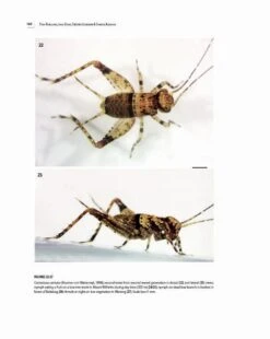 Insects Of Mount Wilhelm 26 Insects Of Mount Wilhelm -Wildlife Professional Books 233076 09