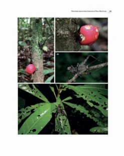 Insects Of Mount Wilhelm 27 Insects Of Mount Wilhelm -Wildlife Professional Books 233076 10