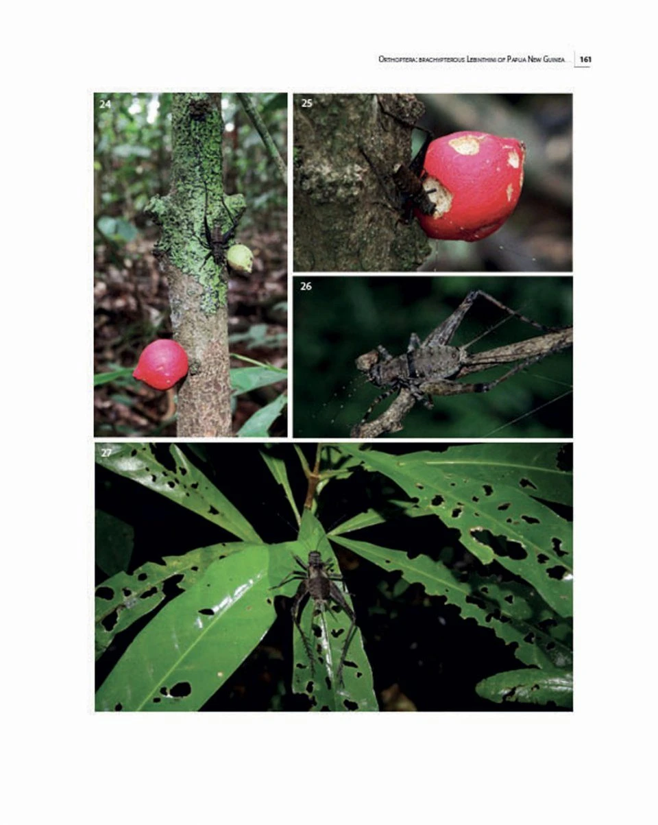 Insects Of Mount Wilhelm 13 Insects Of Mount Wilhelm - Image 11
